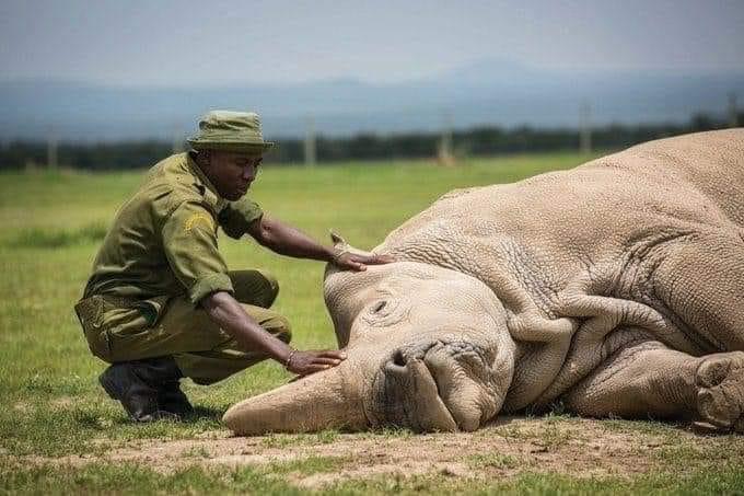 Saying goodbye to a subspecies, the very last male Northern White Rhino.