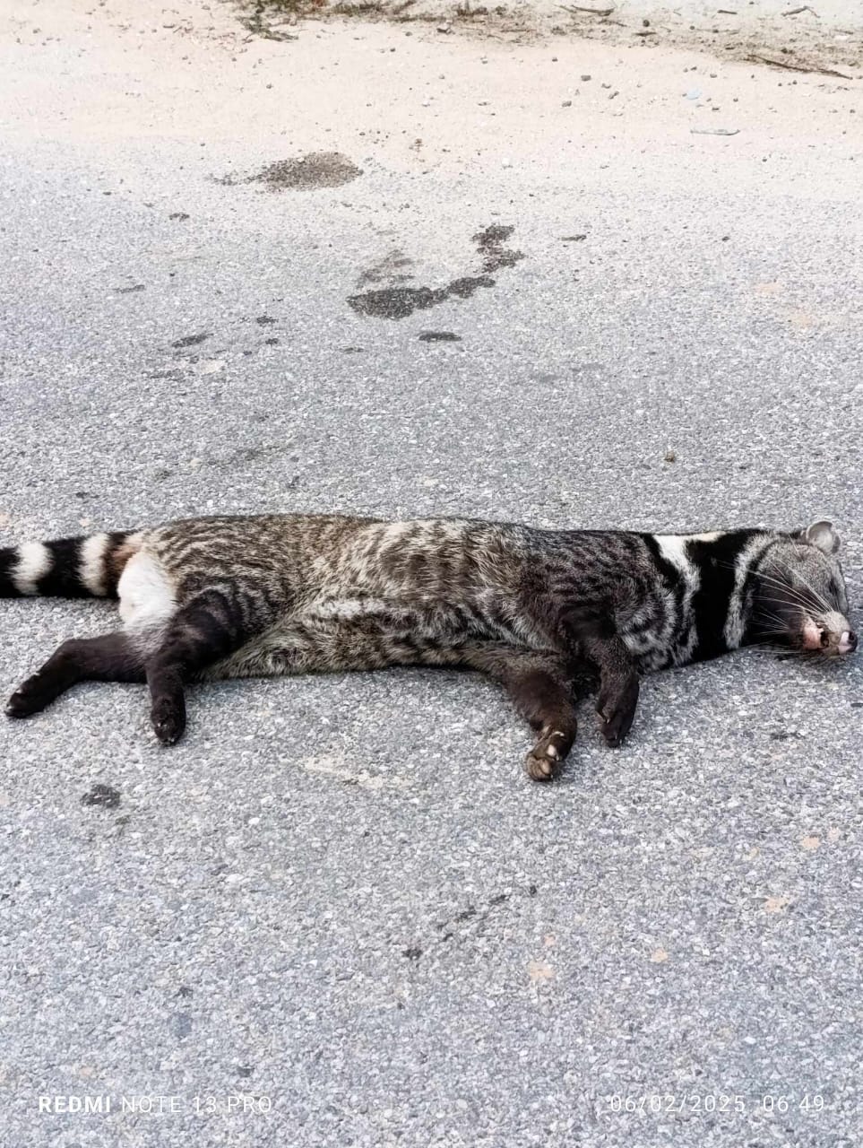 Large Indian Civet Found Dead in Pachthar District